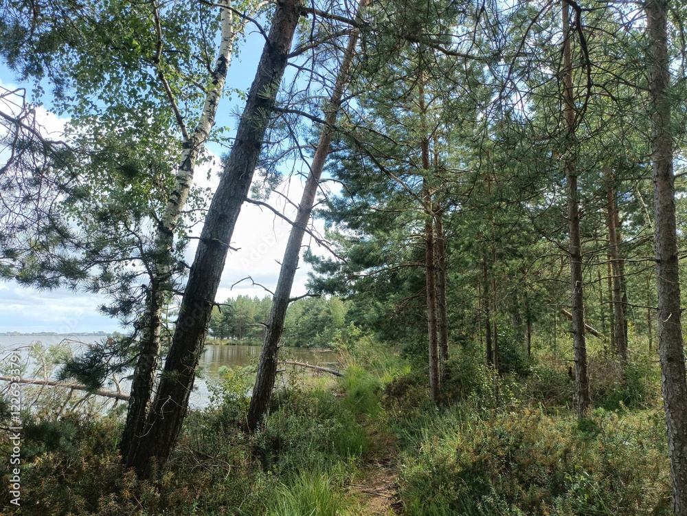 Rekyva forest and lake during sunny summer day. Pine and birch tree woodland. Bushes are growing in woods. Wavy lake.Sunny day with white and gray clouds in sky. Summer season. Nature. Rekyvos miskas. Rekyva forest and lake during sunny summer day. Pine and birch tree woodland. Bushes are growing in woods. Wavy lake.Sunny day with white and gray clouds in sky. Summer season. Nature. Rekyvos miskas.