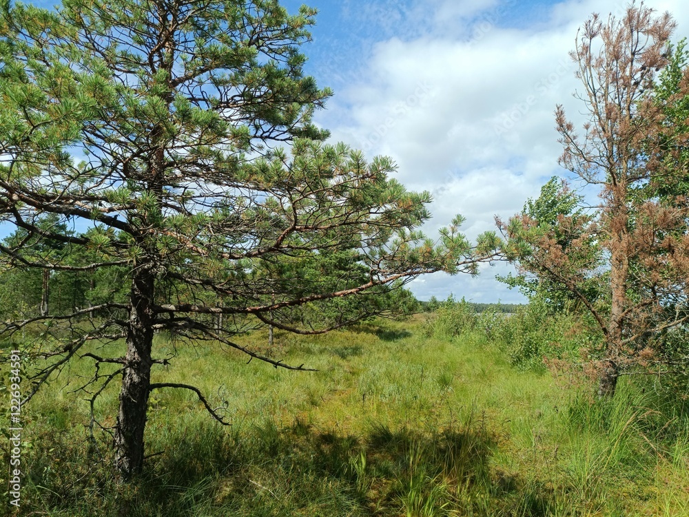 Rekyva forest during sunny summer day. Pine and birch tree woodland. Blueberry bushes are growing in woods. Sunny day with white and gray clouds in sky. Summer season. Nature. Rekyvos miskas. Rekyva forest during sunny summer day. Pine and birch tree woodland. Blueberry bushes are growing in woods. Sunny day with white and gray clouds in sky. Summer season. Nature. Rekyvos miskas.