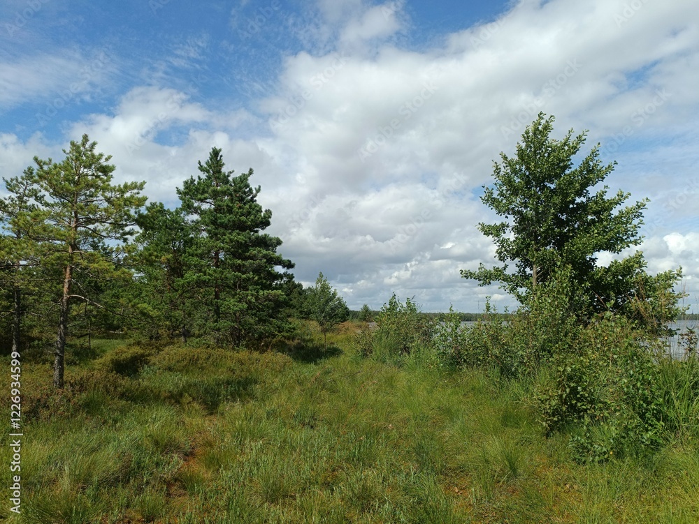 Rekyva forest and lake during sunny summer day. Pine and birch tree woodland. Bushes are growing in woods. Wavy lake.Sunny day with white and gray clouds in sky. Summer season. Nature. Rekyvos miskas. Rekyva forest and lake during sunny summer day. Pine and birch tree woodland. Bushes are growing in woods. Wavy lake.Sunny day with white and gray clouds in sky. Summer season. Nature. Rekyvos miskas.