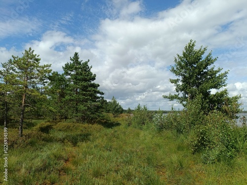 Rekyva forest and lake during sunny summer day. Pine and birch tree woodland. Bushes are growing in woods. Wavy lake.Sunny day with white and gray clouds in sky. Summer season. Nature. Rekyvos miskas.