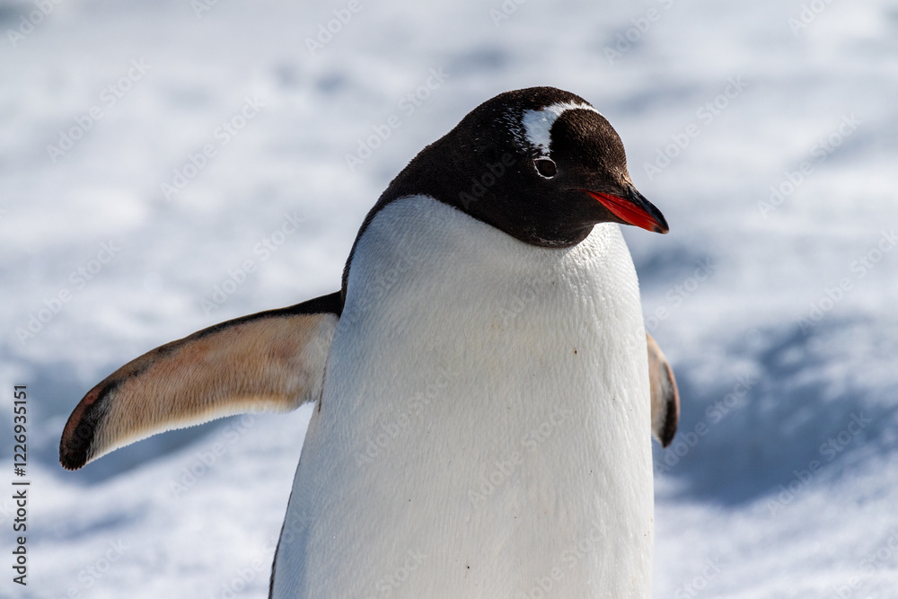 Obraz premium Close-up of a Gentoo Penguin -Pygoscelis papua- walking in a snowy landscape of Trinity Island, on the Antarctic Peninsula