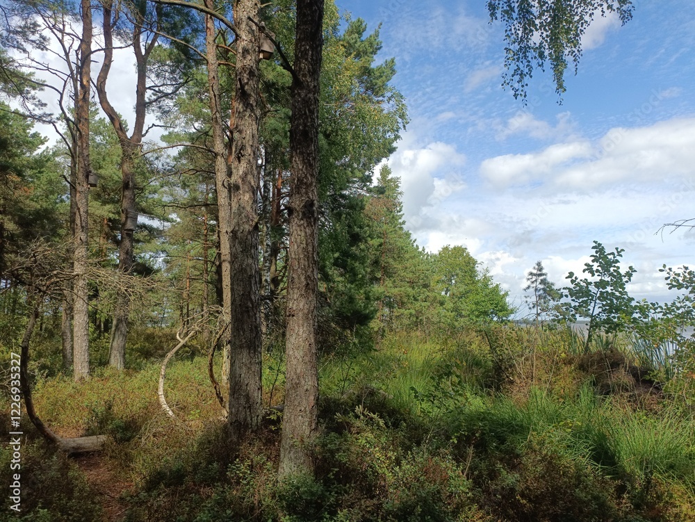 Rekyva forest and lake during sunny summer day. Pine and birch tree woodland. Bushes are growing in woods. Wavy lake.Sunny day with white and gray clouds in sky. Summer season. Nature. Rekyvos miskas. Rekyva forest and lake during sunny summer day. Pine and birch tree woodland. Bushes are growing in woods. Wavy lake.Sunny day with white and gray clouds in sky. Summer season. Nature. Rekyvos miskas.