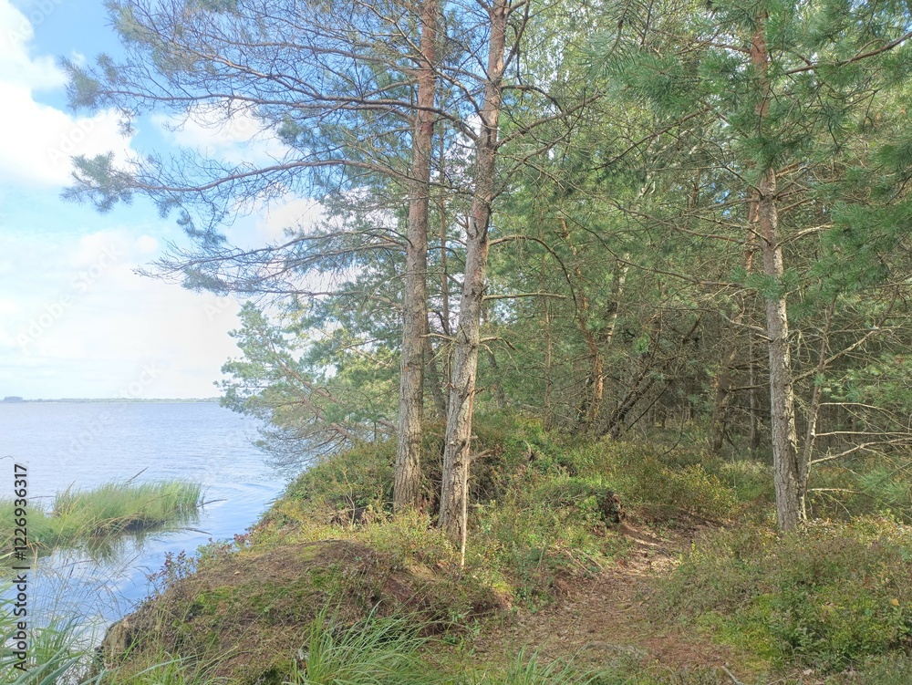 Rekyva forest and lake during sunny summer day. Pine and birch tree woodland. Bushes are growing in woods. Wavy lake.Sunny day with white and gray clouds in sky. Summer season. Nature. Rekyvos miskas. Rekyva forest and lake during sunny summer day. Pine and birch tree woodland. Bushes are growing in woods. Wavy lake.Sunny day with white and gray clouds in sky. Summer season. Nature. Rekyvos miskas.