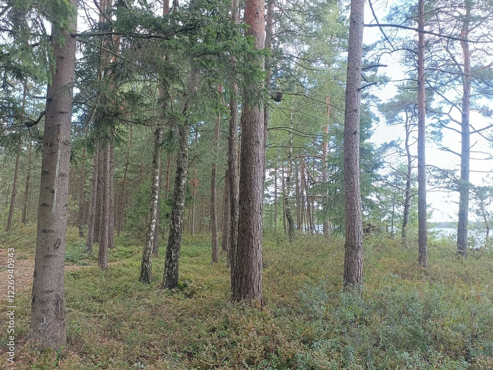 Rekyva forest during sunny summer day. Pine and birch tree woodland. Blueberry bushes are growing in woods. Sunny day with white and gray clouds in sky. Summer season. Nature. Rekyvos miskas. Rekyva forest during sunny summer day. Pine and birch tree woodland. Blueberry bushes are growing in woods. Sunny day with white and gray clouds in sky. Summer season. Nature. Rekyvos miskas.