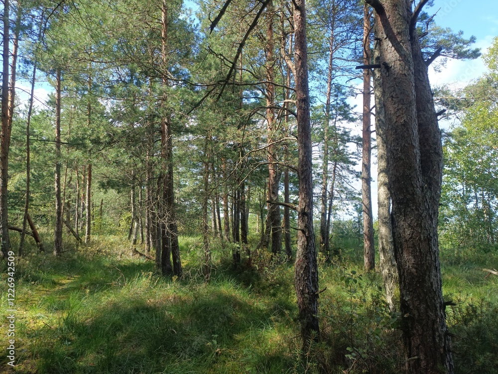 Rekyva forest during sunny summer day. Pine and birch tree woodland. Blueberry bushes are growing in woods. Sunny day with white and gray clouds in sky. Summer season. Nature. Rekyvos miskas. Rekyva forest during sunny summer day. Pine and birch tree woodland. Blueberry bushes are growing in woods. Sunny day with white and gray clouds in sky. Summer season. Nature. Rekyvos miskas.