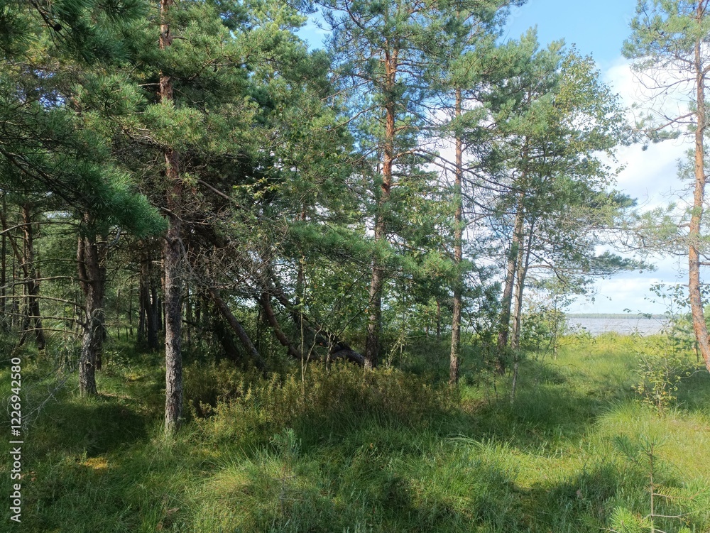 Rekyva forest during sunny summer day. Pine and birch tree woodland. Blueberry bushes are growing in woods. Sunny day with white and gray clouds in sky. Summer season. Nature. Rekyvos miskas. Rekyva forest during sunny summer day. Pine and birch tree woodland. Blueberry bushes are growing in woods. Sunny day with white and gray clouds in sky. Summer season. Nature. Rekyvos miskas.