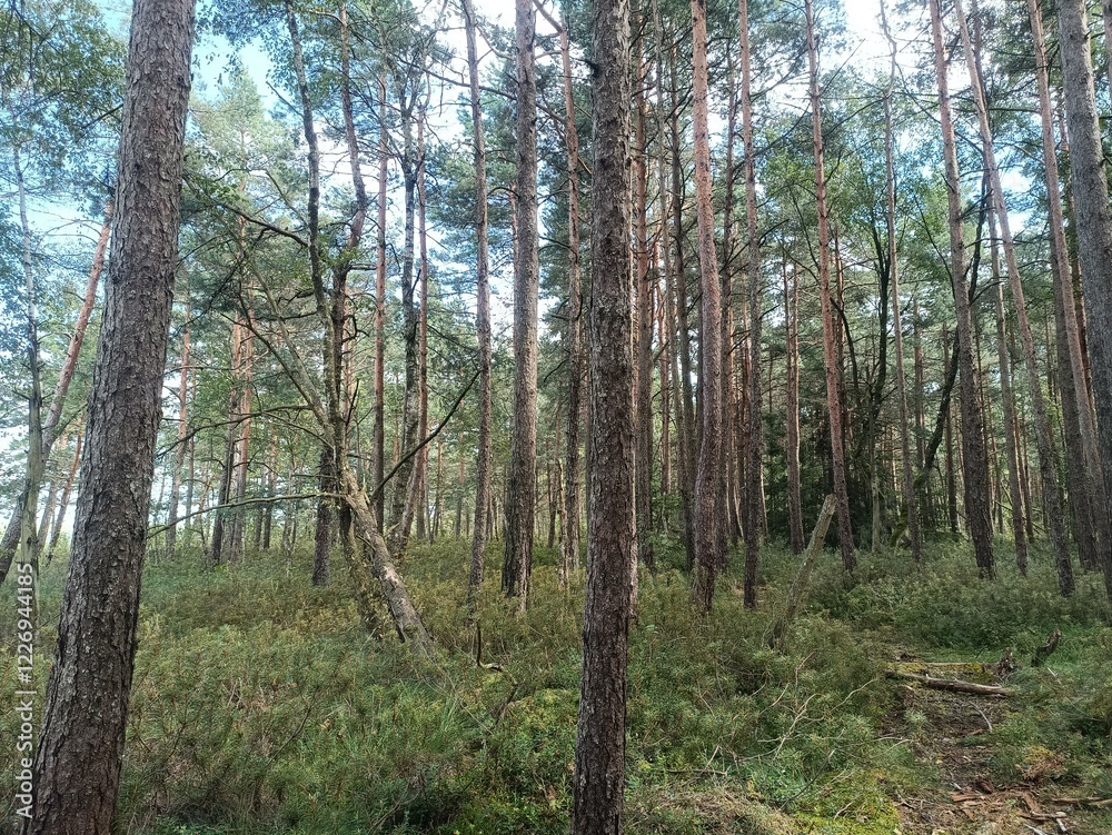 Rekyva forest during sunny summer day. Pine and birch tree woodland. Blueberry bushes are growing in woods. Sunny day with white and gray clouds in sky. Summer season. Nature. Rekyvos miskas. Rekyva forest during sunny summer day. Pine and birch tree woodland. Blueberry bushes are growing in woods. Sunny day with white and gray clouds in sky. Summer season. Nature. Rekyvos miskas.