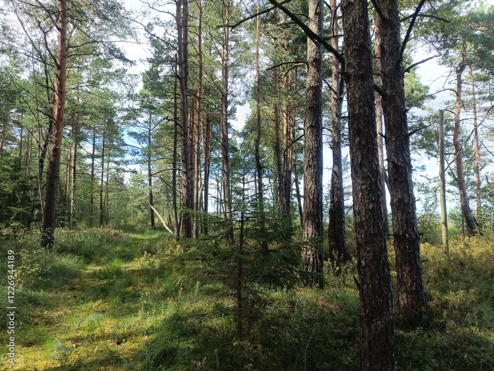 Rekyva forest during sunny summer day. Pine and birch tree woodland. Blueberry bushes are growing in woods. Sunny day with white and gray clouds in sky. Summer season. Nature. Rekyvos miskas. Rekyva forest during sunny summer day. Pine and birch tree woodland. Blueberry bushes are growing in woods. Sunny day with white and gray clouds in sky. Summer season. Nature. Rekyvos miskas.