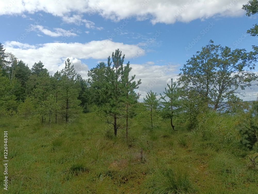 Rekyva forest during sunny summer day. Pine and birch tree woodland. Blueberry bushes are growing in woods. Sunny day with white and gray clouds in sky. Summer season. Nature. Rekyvos miskas. Rekyva forest during sunny summer day. Pine and birch tree woodland. Blueberry bushes are growing in woods. Sunny day with white and gray clouds in sky. Summer season. Nature. Rekyvos miskas.