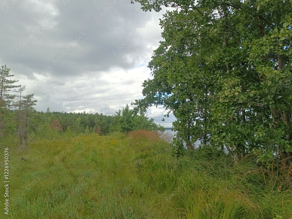 Rekyva forest and lake during sunny summer day. Pine and birch tree woodland. Bushes are growing in woods. Wavy lake.Sunny day with white and gray clouds in sky. Summer season. Nature. Rekyvos miskas. Rekyva forest and lake during sunny summer day. Pine and birch tree woodland. Bushes are growing in woods. Wavy lake.Sunny day with white and gray clouds in sky. Summer season. Nature. Rekyvos miskas.