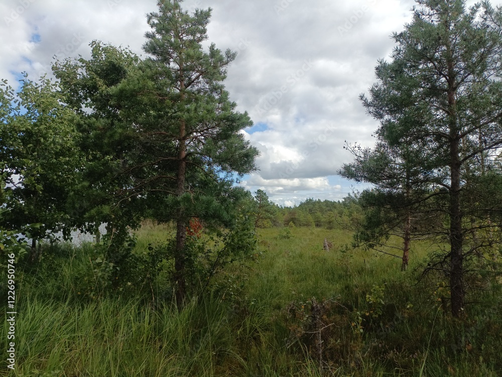Rekyva forest and lake during sunny summer day. Pine and birch tree woodland. Bushes are growing in woods. Wavy lake.Sunny day with white and gray clouds in sky. Summer season. Nature. Rekyvos miskas. Rekyva forest and lake during sunny summer day. Pine and birch tree woodland. Bushes are growing in woods. Wavy lake.Sunny day with white and gray clouds in sky. Summer season. Nature. Rekyvos miskas.