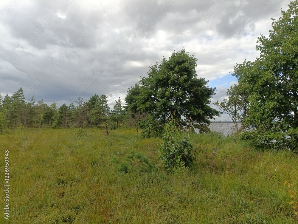 Rekyva forest and lake during sunny summer day. Pine and birch tree woodland. Bushes are growing in woods. Wavy lake.Sunny day with white and gray clouds in sky. Summer season. Nature. Rekyvos miskas. Rekyva forest and lake during sunny summer day. Pine and birch tree woodland. Bushes are growing in woods. Wavy lake.Sunny day with white and gray clouds in sky. Summer season. Nature. Rekyvos miskas.
