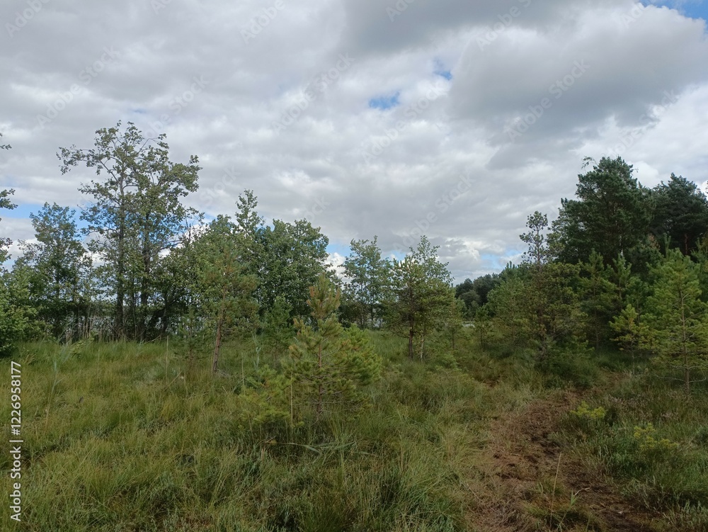 Rekyva forest during sunny summer day. Pine and birch tree woodland. Blueberry bushes are growing in woods. Sunny day with white and gray clouds in sky. Summer season. Nature. Rekyvos miskas. Rekyva forest during sunny summer day. Pine and birch tree woodland. Blueberry bushes are growing in woods. Sunny day with white and gray clouds in sky. Summer season. Nature. Rekyvos miskas.