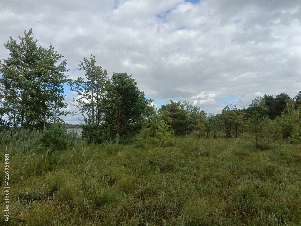 Rekyva forest during sunny summer day. Pine and birch tree woodland. Blueberry bushes are growing in woods. Sunny day with white and gray clouds in sky. Summer season. Nature. Rekyvos miskas. Rekyva forest during sunny summer day. Pine and birch tree woodland. Blueberry bushes are growing in woods. Sunny day with white and gray clouds in sky. Summer season. Nature. Rekyvos miskas.