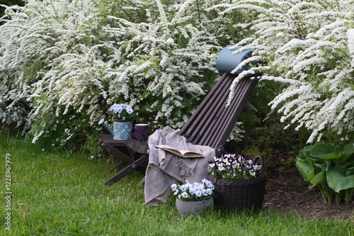 Spiraea cinerea Grefsheim blooming in spring garden, relax and chill place with wooden chair and flowerpots photo