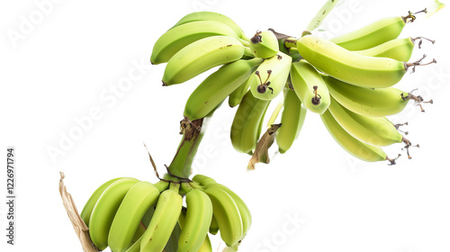 Ripening Bunch of Bananas on a Tree Isolated on a White Background Showcasing Vibrant Green Fruits