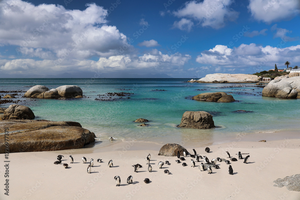 Obraz premium african penguin colony at boulders beach. South Africa
