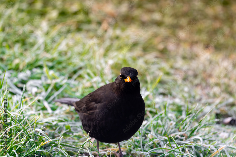 A common blackbird (Turdus merula) forages on a frozen lawn, searching for seeds to eat. It looks directly into the camera, capturing a moment of curiosity and winter survival