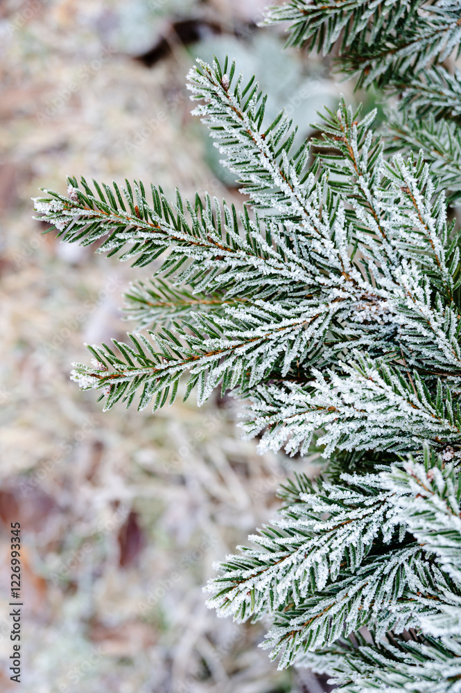 Close-up of a conifer branch covered in delicate ice crystals. The frozen needles glisten in the cold winter light, showcasing the intricate beauty of frost on nature's details