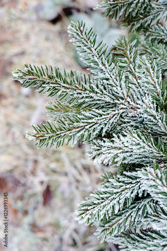 Obraz na płótnie Close-up of a conifer branch covered in delicate ice crystals. The frozen needles glisten in the cold winter light, showcasing the intricate beauty of frost on nature's details w salonie