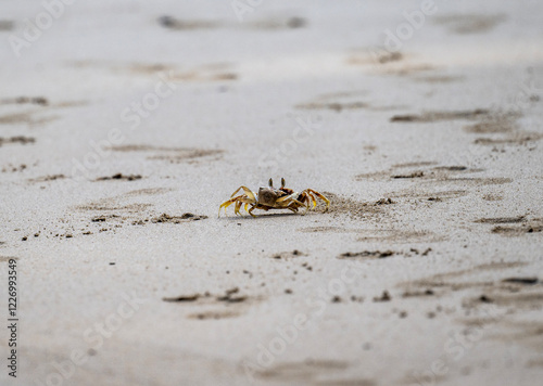 sand crabs in natural conditions close up near water in Thailand