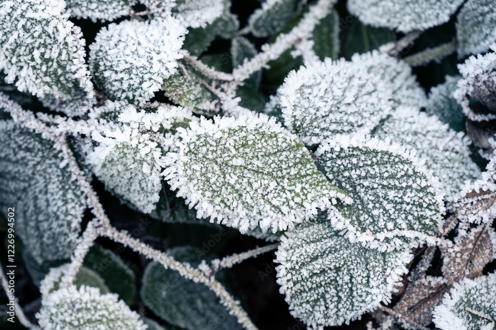Close-up of frozen leaves covered in ice crystals. The leaves display shades of green, brown, and red, creating an abstract natural pattern that highlights the beauty of winter frost