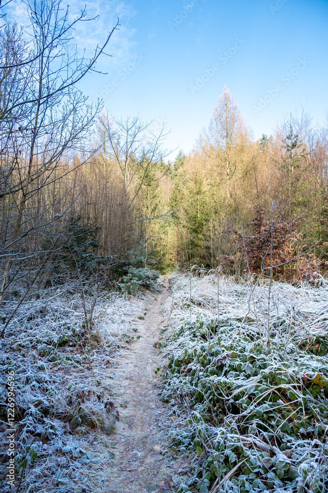 A picturesque forest path bathed in sunlight on a frozen winter day. The icy grass and trees glisten, creating a magical and serene atmosphere in this enchanting woodland scene