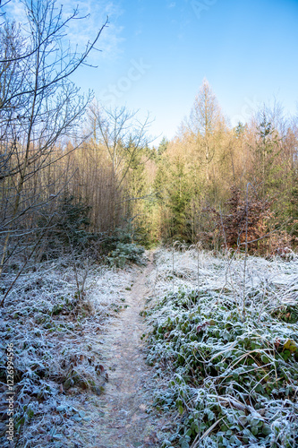 Obraz na płótnie A picturesque forest path bathed in sunlight on a frozen winter day. The icy grass and trees glisten, creating a magical and serene atmosphere in this enchanting woodland scene w salonie