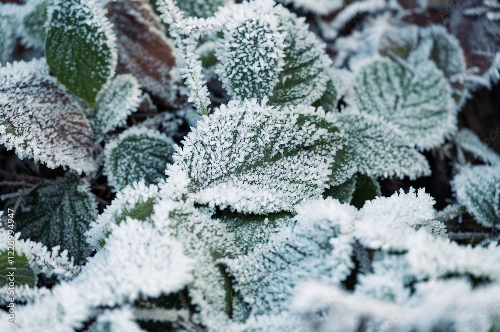 Close-up of frozen leaves covered in ice crystals. The leaves display shades of green, brown, and red, creating an abstract natural pattern that highlights the beauty of winter frost