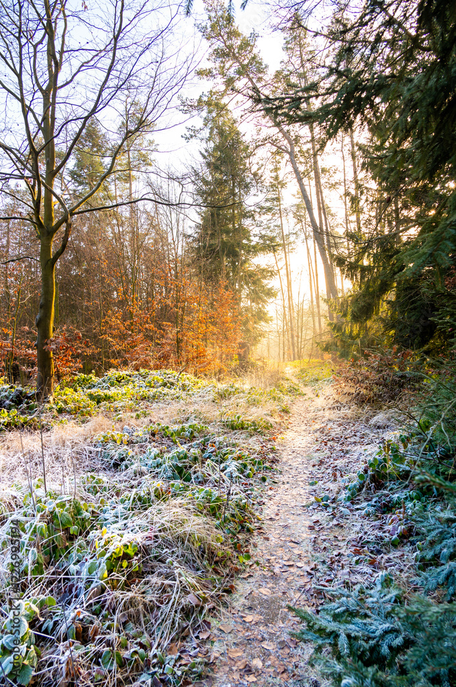A picturesque forest path bathed in sunlight on a frozen winter day. The icy grass and trees glisten, creating a magical and serene atmosphere in this enchanting woodland scene