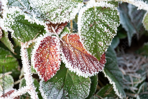 Obraz na płótnie Close-up of frozen leaves covered in ice crystals. The leaves display shades of green, brown, and red, creating an abstract natural pattern that highlights the beauty of winter frost w salonie