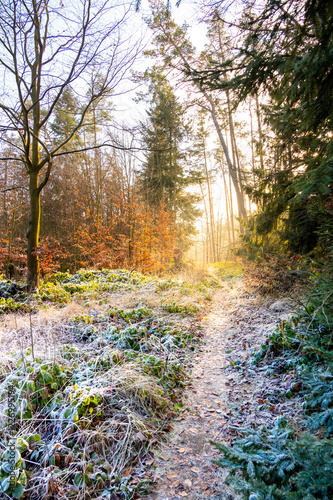 Obraz na płótnie A picturesque forest path bathed in sunlight on a frozen winter day. The icy grass and trees glisten, creating a magical and serene atmosphere in this enchanting woodland scene w salonie