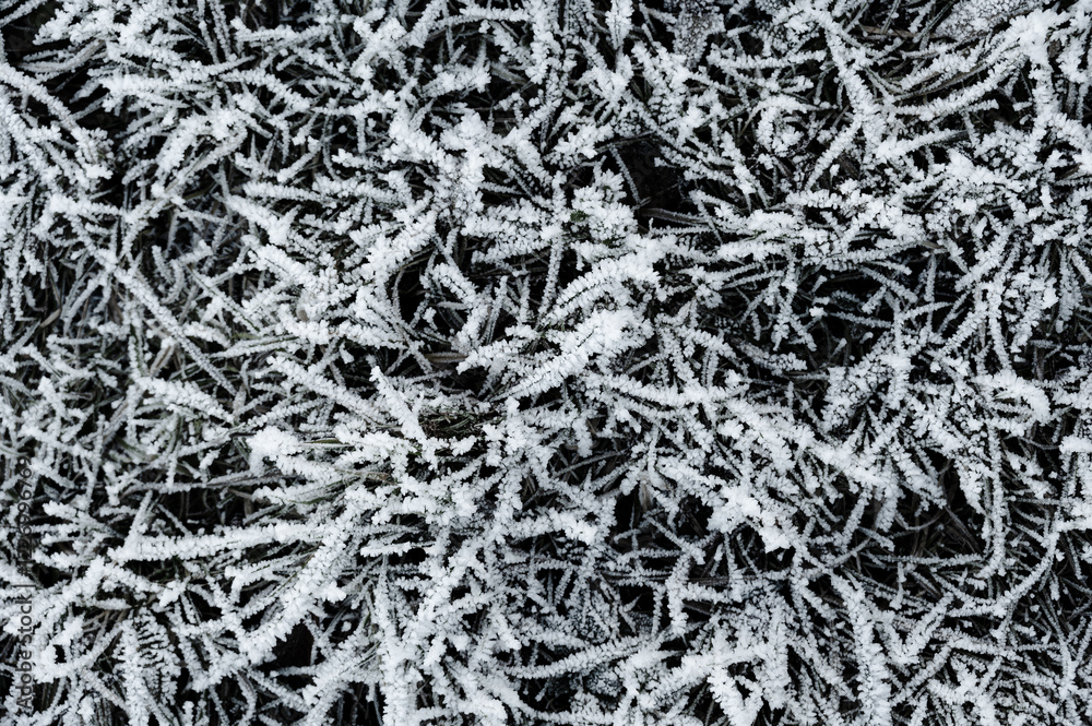Frozen grass and branches covered in delicate ice crystals. The intricate frost formations shimmer in the cold winter light, highlighting the beauty of natures frozen details