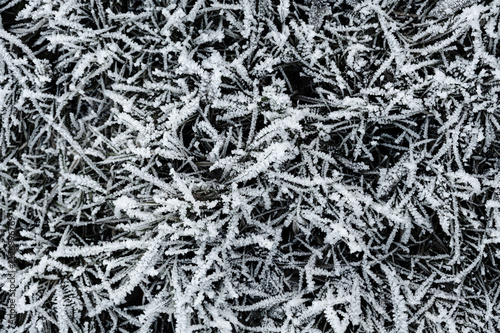 Obraz na płótnie Frozen grass and branches covered in delicate ice crystals. The intricate frost formations shimmer in the cold winter light, highlighting the beauty of natures frozen details w salonie