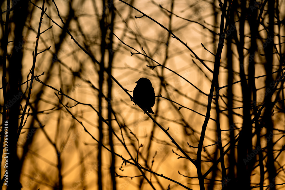 A black silhouette of a sparrow perched on a bush branch, set against the warm hues of a sunset. The fading light creates a peaceful and dramatic scene in the evening sky