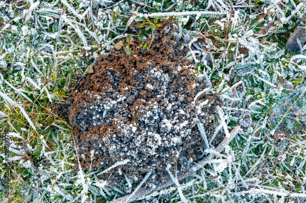 Top-down view of a frozen molehill covered in ice. The textured surface glistens in the cold light, showcasing intricate frost formations and the harsh beauty of winter nature