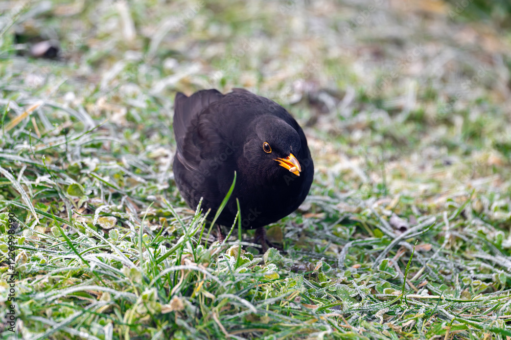 A common blackbird (Turdus merula) forages on a frozen lawn, searching for seeds to eat. It looks directly into the camera, capturing a moment of curiosity and winter survival