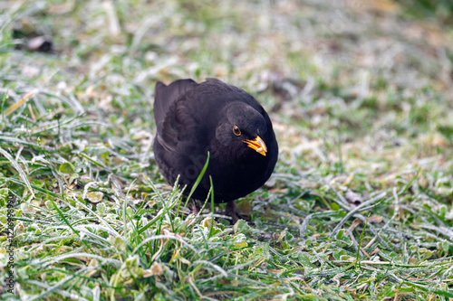 Obraz na płótnie A common blackbird (Turdus merula) forages on a frozen lawn, searching for seeds to eat. It looks directly into the camera, capturing a moment of curiosity and winter survival w salonie