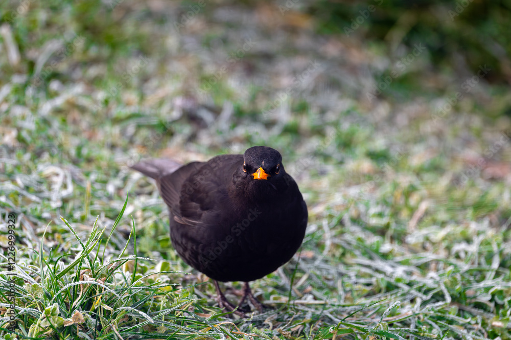 A common blackbird (Turdus merula) forages on a frozen lawn, searching for seeds to eat. It looks directly into the camera, capturing a moment of curiosity and winter survival