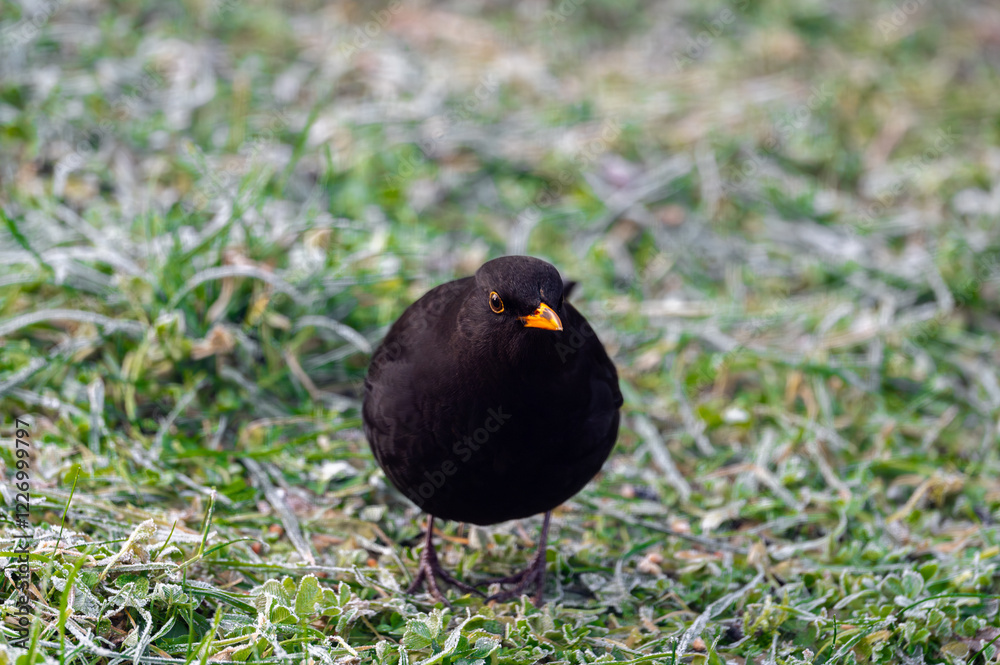 A common blackbird (Turdus merula) forages on a frozen lawn, searching for seeds to eat. It looks directly into the camera, capturing a moment of curiosity and winter survival
