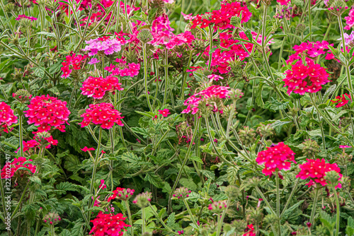 verbena flowers in the garden