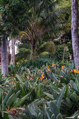 Strelizia plant and trees, Madeira, Portugal photo