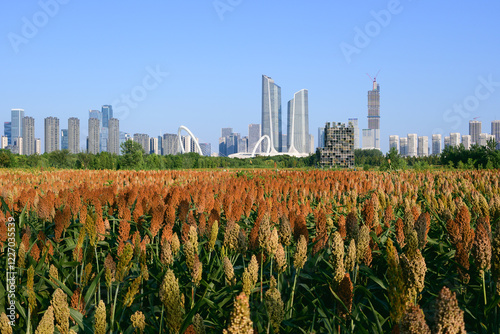 city skyline with sorghum fields