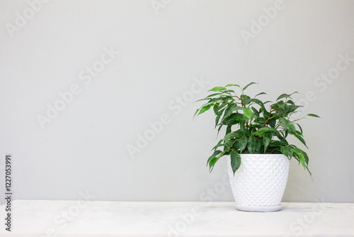 Wallpaper Mural ficus with green leaves and water droplets on a gray background, white ceramic pot, Scandinavian interior Torontodigital.ca