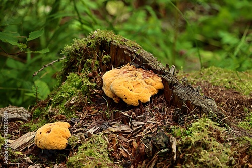 Bright red parasitic mushrooms on a rotten stump