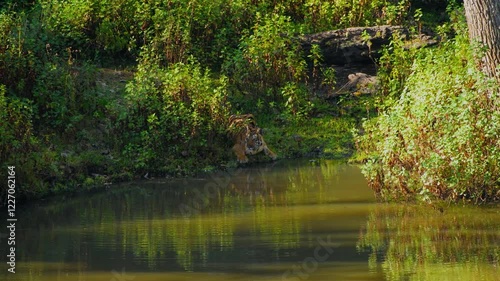 A tiger moves silently through the dense forests of South India, its striped coat blending with shadows. Every step is stealthy, every glance full of wild grace.