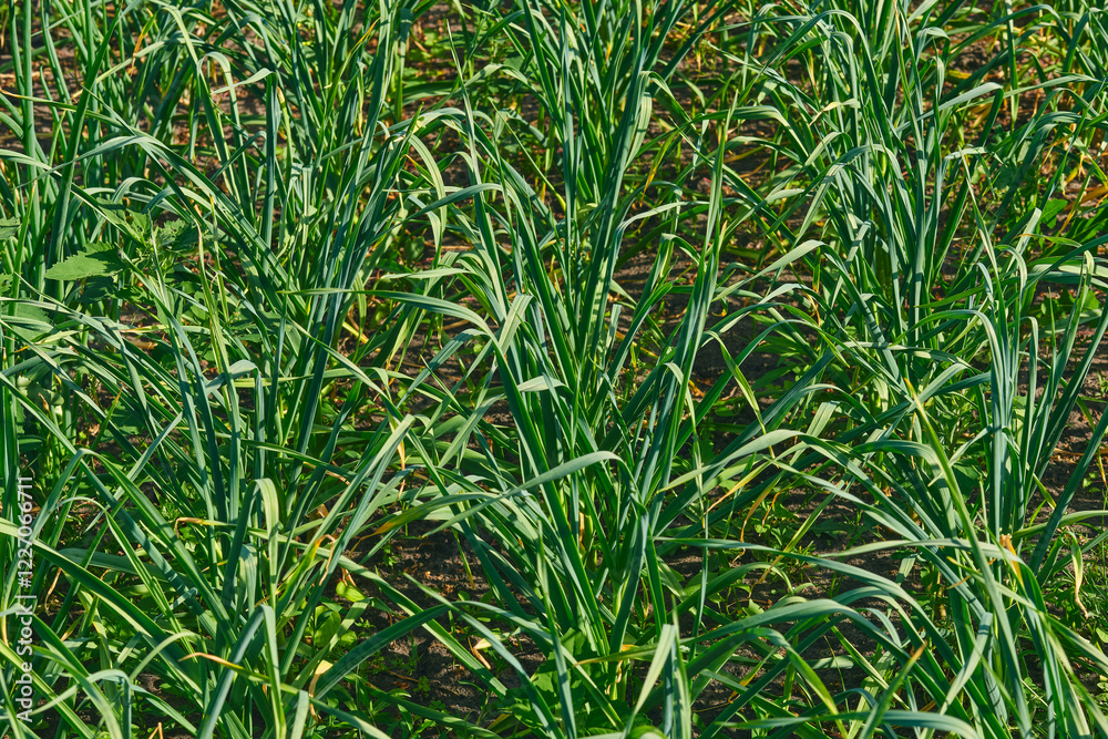 Young fresh green shoots of onion garlic in a spring garden bed Young fresh green shoots of onion garlic in a spring garden bed