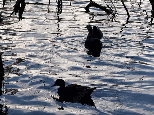 Public park on the island of Cyprus. Waterfowl in the wild, ducks, geese. photo