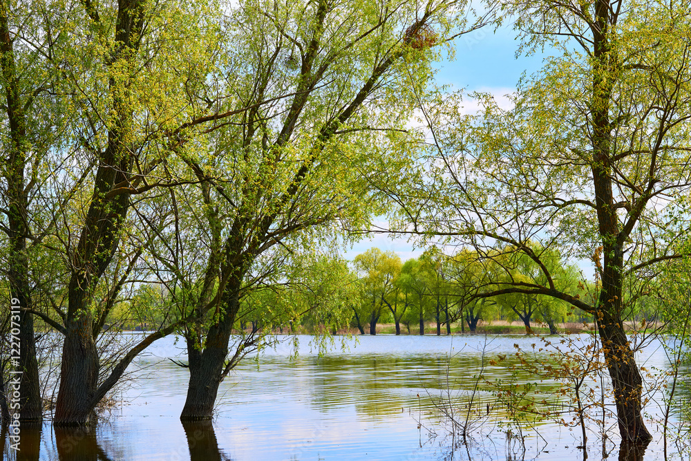Spring water flood. The overflowing river flooded green trees and bushes Spring water flood. The overflowing river flooded green trees and bushes