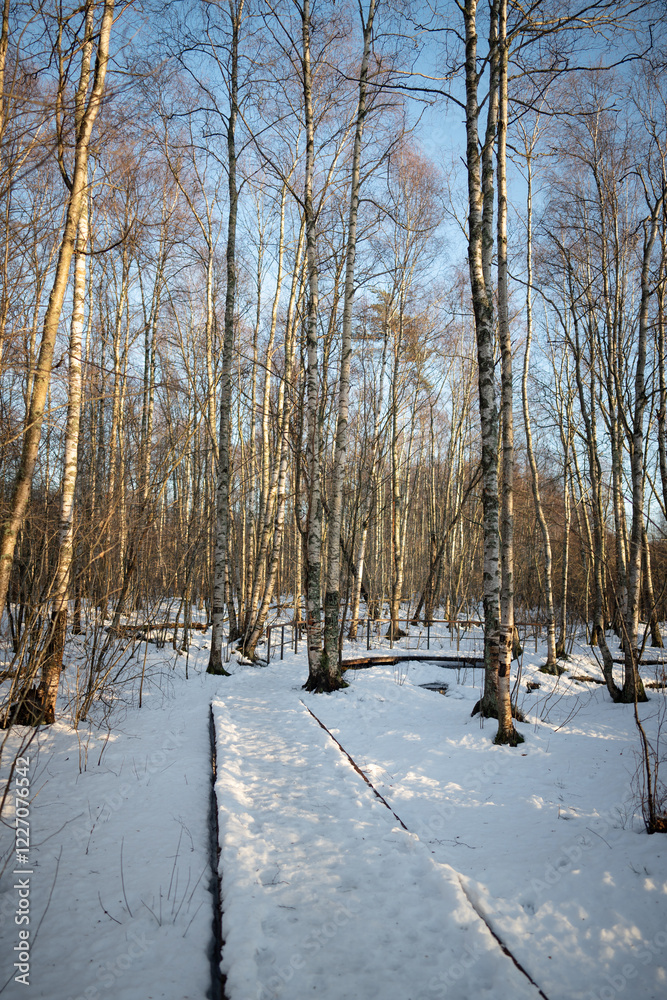 Fototapeta premium Walk on snow-covered ecological trail in sunny birch forest in early spring. Winter weather, ecotourism, travelling concept. 